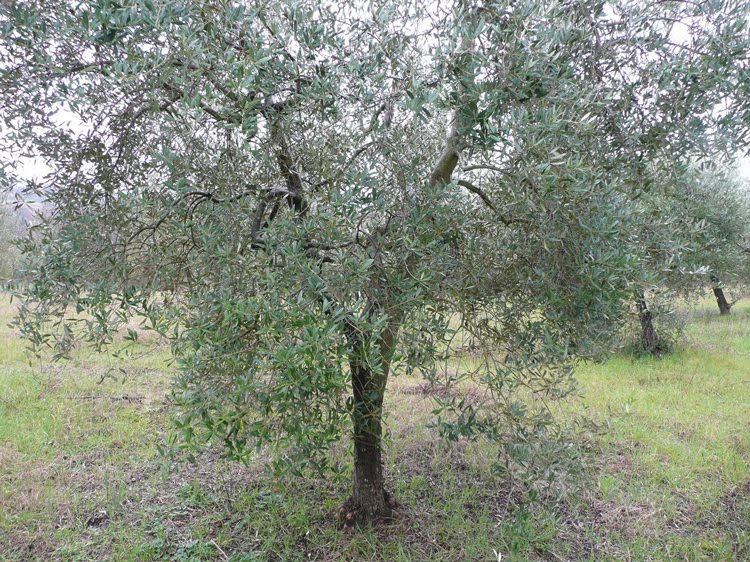 potatura olivo in sicilia potatura olivo in sicilia